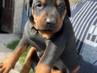 Safkan Doberman Yavruları