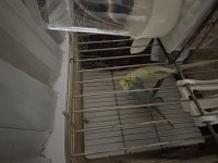 Muhabbet kuşu çiftleri