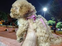 AKILLI BİR KIZ ÇOCUĞU POODLE