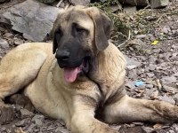 KÖPEĞİMİZİ SAHİPLENDİRİYORUZ