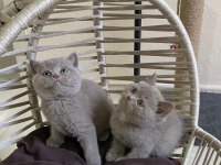 Irk garantili british shorthair bebeklerimiz