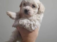 Terrier maltese köpeğimiz