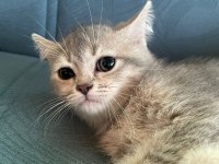 British shorthair golden