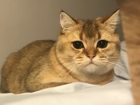 british shorthair golden