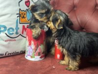 Anti allerjik çok özel tea cup yorkshire terrier ler