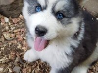 Efsane mavi gözlü husky yavrular