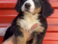 Bernese dağ köpeği
