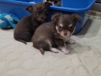 ELMA KAFA KÜT BURUN TEACUP CHİHUAHUA BEBEKLER