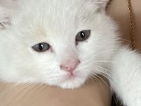 3 aylık kedimiz için ulaşın