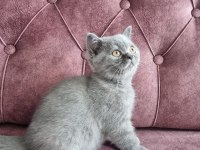 Sahiplendirme british shorthair