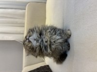 British Longhair 2 Aylık