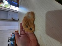Peruvan ginepig yavruları