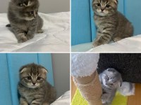 1.5 aylık scottish fold bebekler yuva arıyor
