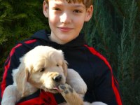 Golden Retriever Adrese Teslim Hizmetimiz Vardır