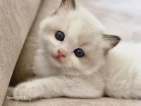 Ragdoll Sealbicolor Oğullarımızı Sahiplendiriyoruz