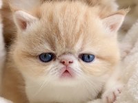 Show Face Snoppy Surat Garfield Exotic Shorthair Yavrum