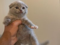 Kahve rengi scottish fold