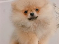 Pomeranian boo dişi yavru