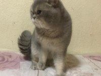 AKILLI VE UYSAL SAFKAN KEDİMİZ