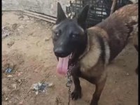 Safkan Belçika Malinois Yavrular