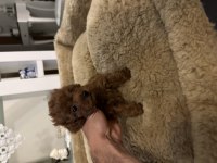 Orjinal toy poodle köpeği