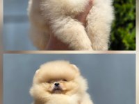Fcı export sçr belgeli teddy bear face pomeranian lar
