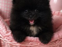 Pomeranian Boo Tatlı Siyah Dişi