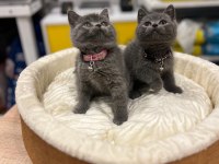 Safkan british shorthair bebekler