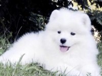 Samoyed Kar Beyaz