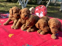 Poodle Bebekler