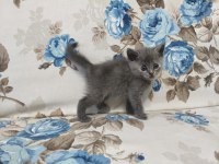 British Shorthair yavrular