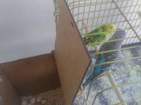 4 katlı kafes ve tüm malzemeleriyle muhabbet kuşlar