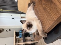 British Longhair Blue Point 3 Aylık Erkek