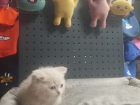 Üst Kalite British Shorthair Erkek