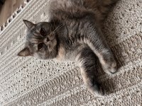 Tekirdağ British Shorthair Kedisi