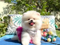 Pomeranian Boo Teddy Bear Ayı Surat Yavrularımız