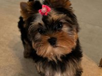 Tuvalet eğitimi tam minik yorkshire terrier
