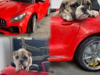 İngiliz bulldog yavrular teslime hazır