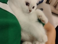 BRITISH LONGHAIR BEYAZ YAVRU