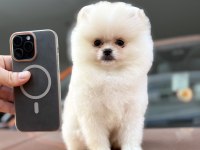 A Class Üst Düzey Pomeranian Yavrular