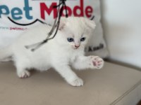 Ankarada ziyarete açık beyaz mavi gözlü scottish fold