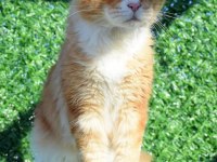 Maine Coon 20 ocak doğumlu ANTALYA