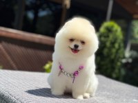 A Kalite Pomeranian Boo