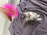 Tatlı british longhair bebeklerimiz