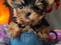 Şecereli Teacup Yorkshire Terrier Yavrular