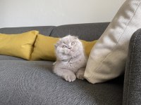 Lilac Scottish fold cinsi yavrumuza aile arıyoruz