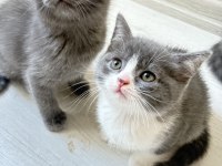Dişi erkek british shorthair mevcuttur
