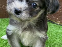 Morkie köpeğimiz