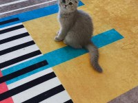 Scottish fold dişi