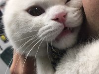 7 aylık scottish fold kedimizi veriyoruz